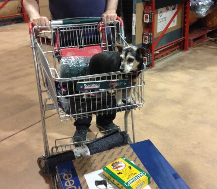 This dog's blog - Bunnings, searching