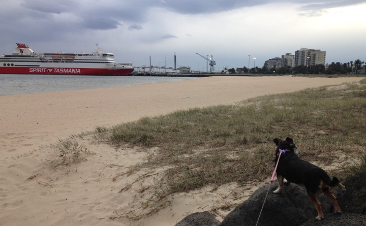This dog's blog - Zara, Port Melbourne, Spirit of Tasmania